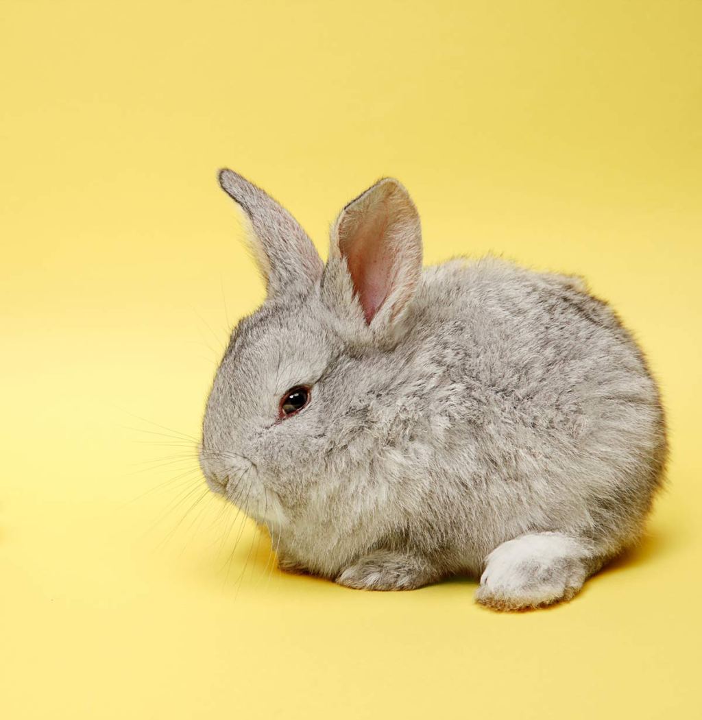 Vegan Ne Anlama&nbsp;Geliyor?